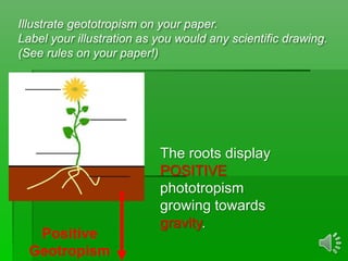 Geotropism Drawing Example Minors Tropism Notes 2017 | PPTX