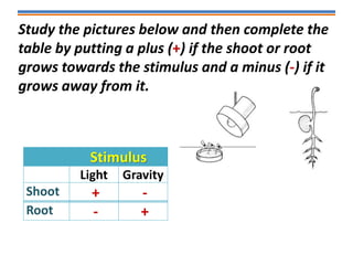 Study the pictures below and then complete the
table by putting a plus (+) if the shoot or root
grows towards the stimulus and a minus (-) if it
grows away from it.
Stimulus
Light Gravity
Shoot + -
Root - +
 