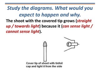 Study the diagrams. What would you
expect to happen and why.
The shoot with the covered tip grows (straight
up / towards light) because it (can sense light /
cannot sense light).
 
