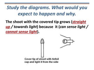 Study the diagrams. What would you
expect to happen and why.
The shoot with the covered tip grows (straight
up / towards light) because it (can sense light /
cannot sense light).
 