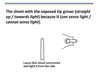The shoot with the exposed tip grows (straight
up / towards light) because it (can sense light /
cannot sense light).
 
