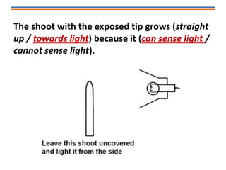 The shoot with the exposed tip grows (straight
up / towards light) because it (can sense light /
cannot sense light).
 