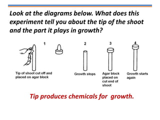 Look at the diagrams below. What does this
experiment tell you about the tip of the shoot
and the part it plays in growth?
Tip produces chemicals for growth.
 