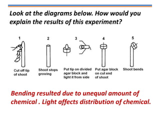 Look at the diagrams below. How would you
explain the results of this experiment?
Bending resulted due to unequal amount of
chemical . Light affects distribution of chemical.
 