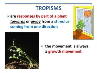 TROPISMS
 the movement is always
a growth movement
are responses by part of a plant
towards or away from a stimulus
coming from one direction
 