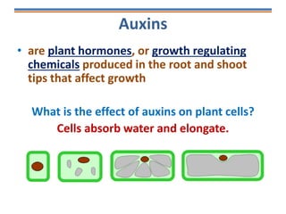 Auxins
• are plant hormones, or growth regulating
chemicals produced in the root and shoot
tips that affect growth
What is the effect of auxins on plant cells?
Cells absorb water and elongate.
 