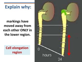 Explain why:
markings have
moved away from
each other ONLY in
the lower region.
Cell elongation
region
 