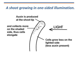 A shoot growing in one-sided illumination.
 