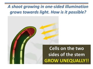 A shoot growing in one-sided illumination
grows towards light. How is it possible?
Cells on the two
sides of the stem
GROW UNEQUALLY!!
 