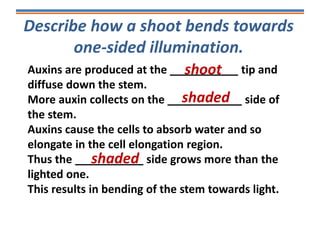Describe how a shoot bends towards
one-sided illumination.
Auxins are produced at the ___________ tip and
diffuse down the stem.
More auxin collects on the ____________ side of
the stem.
Auxins cause the cells to absorb water and so
elongate in the cell elongation region.
Thus the ___________ side grows more than the
lighted one.
This results in bending of the stem towards light.
shoot
shaded
shaded
 