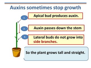 Auxins sometimes stop growth
Auxin passes down the stem
So the plant grows tall and straight.
1.
Apical bud produces auxin.
2.
Lateral buds do not grow into
side branches.
3.
 