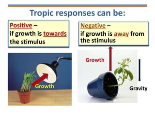 Tropic responses can be:
Negative –
if growth is away from
the stimulus
Positive –
if growth is towards
the stimulus
Gravity
Growth
Growth
 