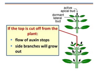 If the top is cut off from the
plant:
 flow of auxin stops
 side branches will grow
out
 