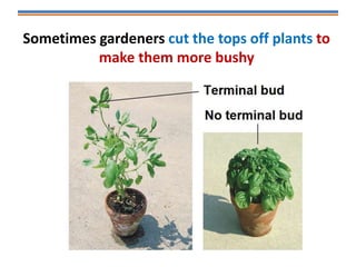 Sometimes gardeners cut the tops off plants to
make them more bushy
 