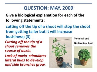 QUESTION: MAY, 2009
Give a biological explanation for each of the
following statements:
cutting off the tip of a shoot will stop the shoot
from getting taller but it will increase
bushiness; (3)
Cutting off the tip of a
shoot removes the
source of auxin.
Lack of auxin stimulates
lateral buds to develop
and side branches grow.
 