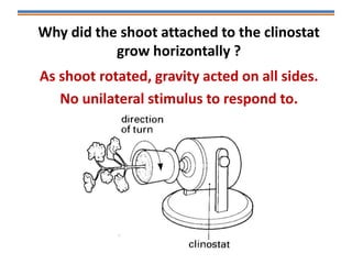 Why did the shoot attached to the clinostat
grow horizontally ?
As shoot rotated, gravity acted on all sides.
No unilateral stimulus to respond to.
 
