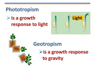 Phototropism
is a growth
response to light
Light
Geotropism
is a growth response
to gravity
 