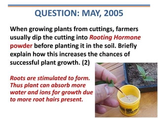 QUESTION: MAY, 2005
When growing plants from cuttings, farmers
usually dip the cutting into Rooting Hormone
powder before planting it in the soil. Briefly
explain how this increases the chances of
successful plant growth. (2)
Roots are stimulated to form.
Thus plant can absorb more
water and ions for growth due
to more root hairs present.
 