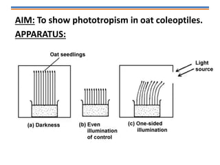 AIM: To show phototropism in oat coleoptiles.
APPARATUS:
 
