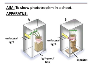 AIM: To show phototropism in a shoot.
APPARATUS:
unilateral
light
unilateral
light
light-proof
box
clinostat
A B
 