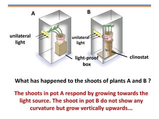 unilateral
light
unilateral
light
light-proof
box
clinostat
The shoots in pot A respond by growing towards the
light source. The shoot in pot B do not show any
curvature but grow vertically upwards...
What has happened to the shoots of plants A and B ?
A B
 