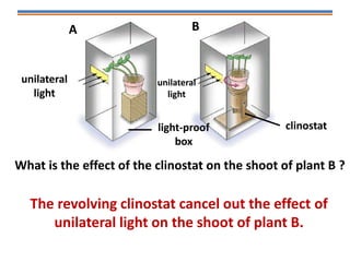 unilateral
light
unilateral
light
light-proof
box
clinostat
A B
What is the effect of the clinostat on the shoot of plant B ?
The revolving clinostat cancel out the effect of
unilateral light on the shoot of plant B.
 