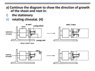 a) Continue the diagram to show the direction of growth
of the shoot and root in:
i) the stationary
ii) rotating clinostat. (4)
 
