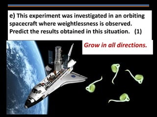 e) This experiment was investigated in an orbiting
spacecraft where weightlessness is observed.
Predict the results obtained in this situation. (1)
Grow in all directions.
 