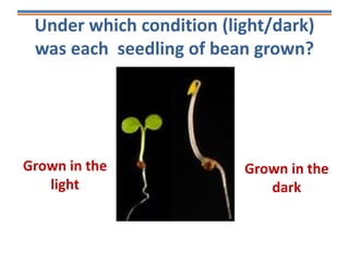 Under which condition (light/dark)
was each seedling of bean grown?
Grown in the
light
Grown in the
dark
 