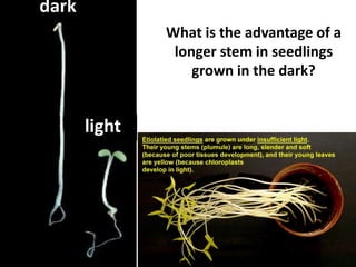 What is the advantage of a
longer stem in seedlings
grown in the dark?
light
dark
 