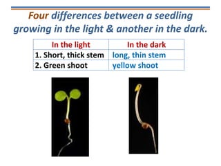 Four differences between a seedling
growing in the light & another in the dark.
In the light In the dark
1. Short, thick stem long, thin stem
2. Green shoot yellow shoot
 