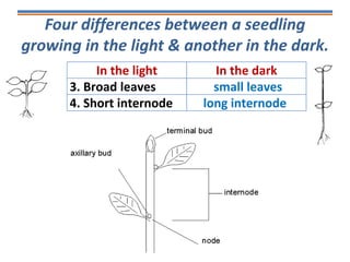 Four differences between a seedling
growing in the light & another in the dark.
In the light In the dark
3. Broad leaves small leaves
4. Short internode long internode
 