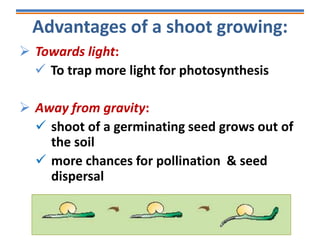 Advantages of a shoot growing:
 Towards light:
 To trap more light for photosynthesis
 Away from gravity:
 shoot of a germinating seed grows out of
the soil
 more chances for pollination & seed
dispersal
 