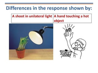Differences in the response shown by:
A shoot in unilateral light A hand touching a hot
object
 