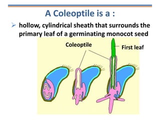 A Coleoptile is a :
 hollow, cylindrical sheath that surrounds the
primary leaf of a germinating monocot seed
Coleoptile First leaf
 