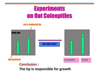 no growth grows
dark box
few days later
Conclusion :
The tip is responsible for growth
cut & replaced tip
decapitated
Experiments
on Oat Coleoptiles
 