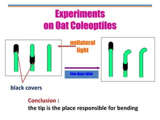 unilateral
light
few days later
black covers
Conclusion :
the tip is the place responsible for bending
Experiments
on Oat Coleoptiles
 