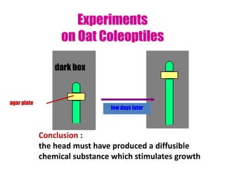 Experiments
on Oat Coleoptiles
few days later
dark box
agar plate
Conclusion :
the head must have produced a diffusible
chemical substance which stimulates growth
 