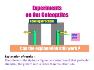 Experiments
on Oat Coleoptiles
bending directions
Explanation of results :
The side with the tip has a higher concentration of that particular
chemical, the growth rate is faster than the other side
the tip is put aside
mica
plate
Can the explanation still work ?
bending directions
 