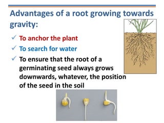 Advantages of a root growing towards
gravity:
 To anchor the plant
 To search for water
 To ensure that the root of a
germinating seed always grows
downwards, whatever, the position
of the seed in the soil
 