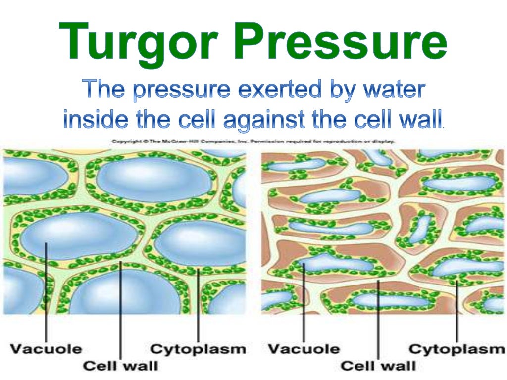 Tropisms and turgor pressure show