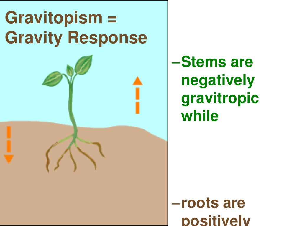 Tropisms and turgor pressure show