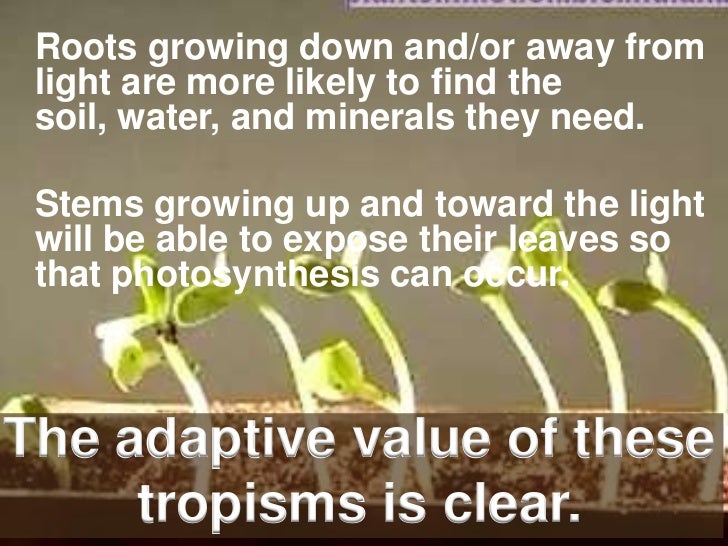 Tropisms and turgor pressure show
