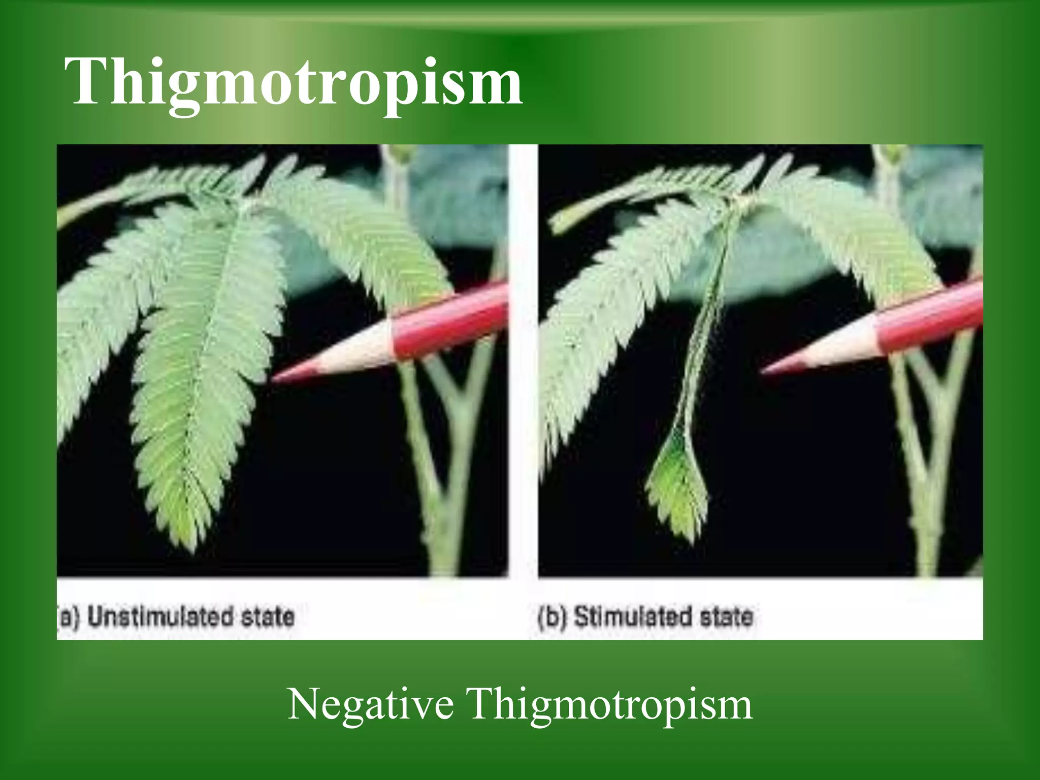 Thigmotropism
Negative Thigmotropism
 