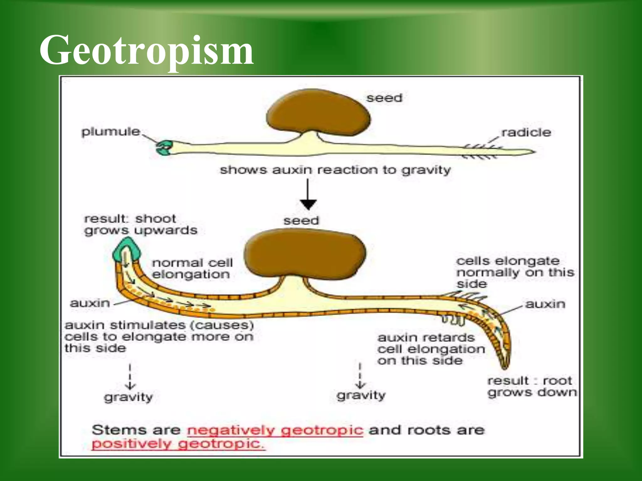 Geotropism
 