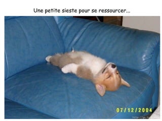 Une petite sieste pour se ressourcer...                                                                       