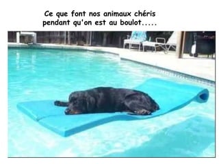 Ce que font nos animaux chéris  pendant qu'on est au boulot.....  