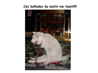 Ces ballades du matin me tuent!!!!                                                                              