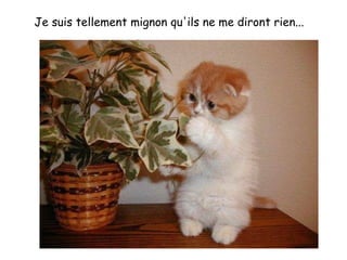 Je suis tellement mignon qu'ils ne me diront rien... 