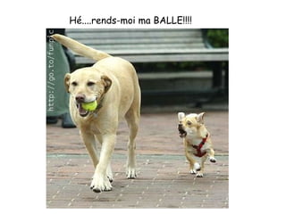 Hé....rends-moi ma BALLE!!!!    
